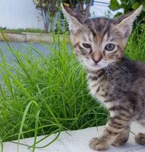 cat wink