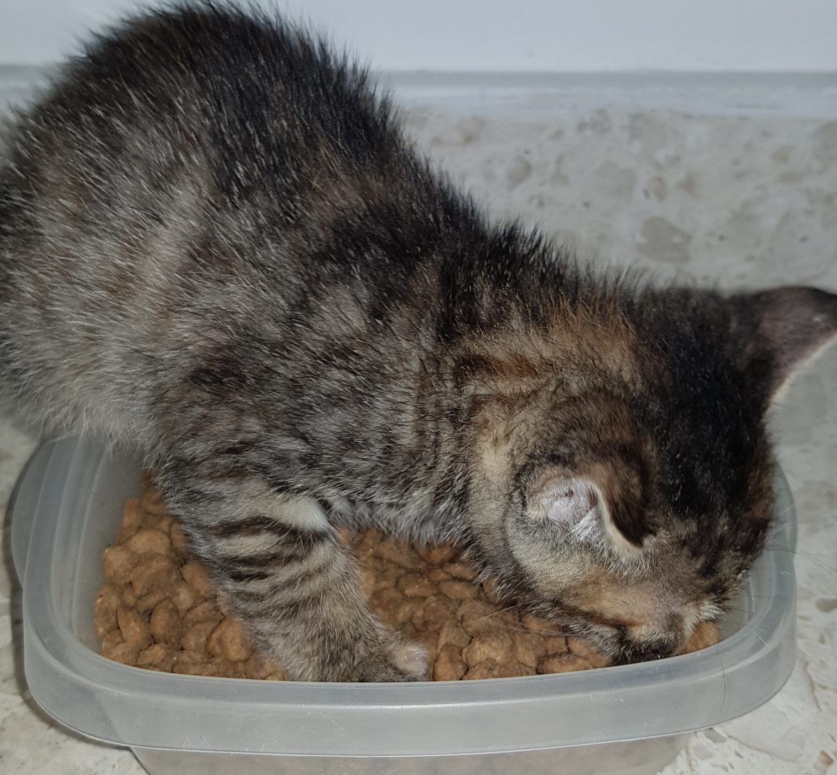 Can Kittens Eat Cat Food? All The MustKnows of Kitten Nutrition