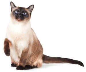 Siamese cat
