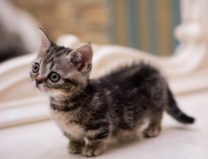 munchkin cat