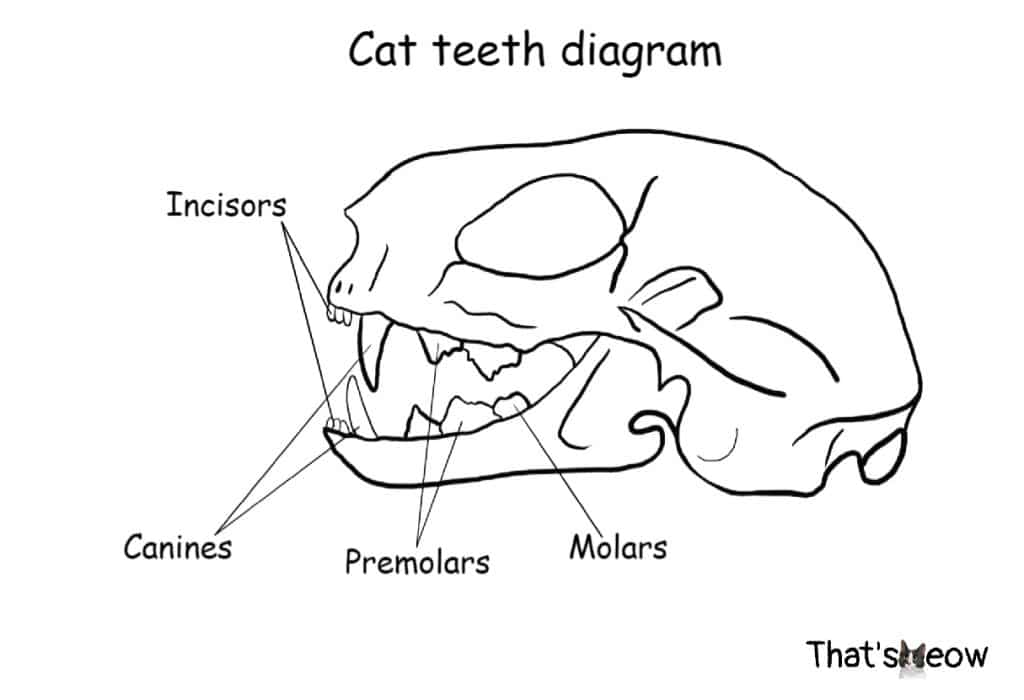 Cat Teeth Diagram With Numbers