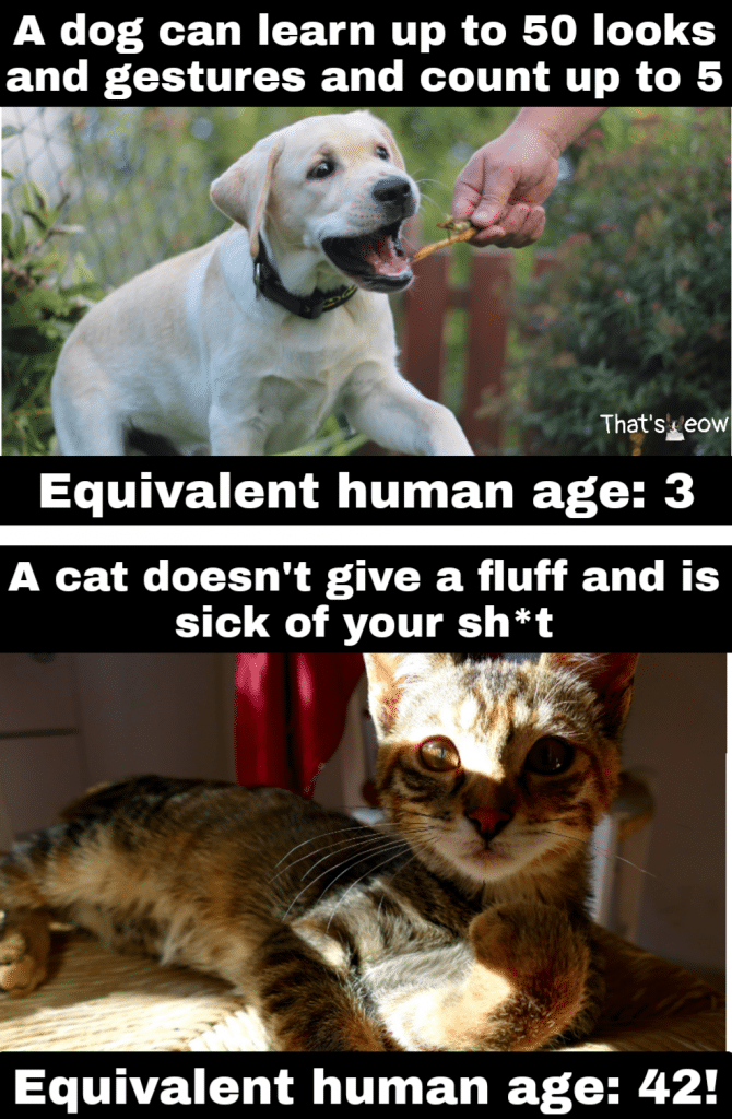cat meme
