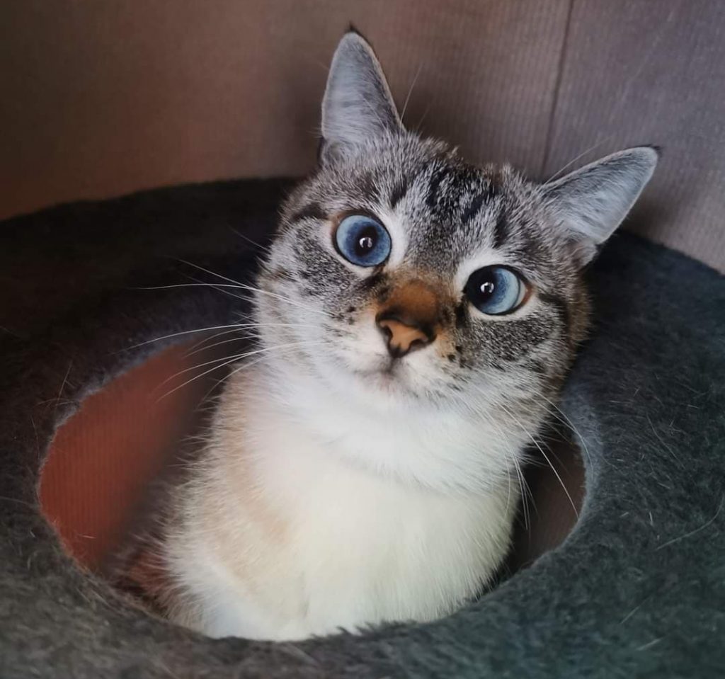 cross eyes cat