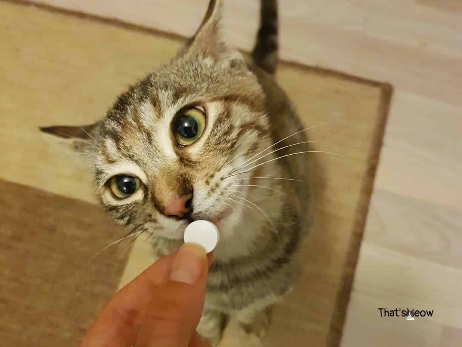 Pill Shooters for Cats [Best 2 Choices + 1 GOOD Alternative]