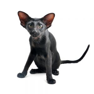 oriental shorthair