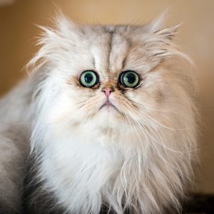 Persian cat