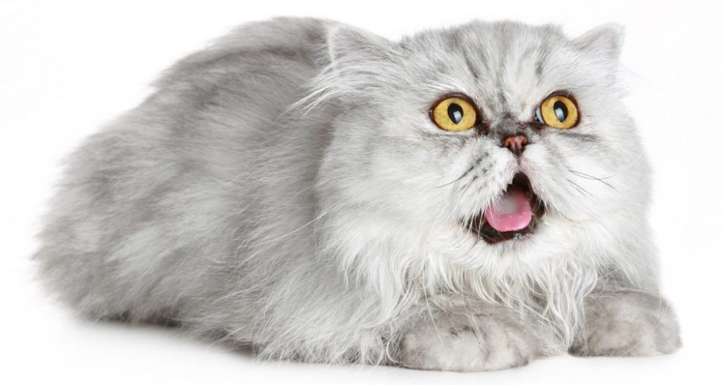 What are the smartest and dumbest cat breeds?