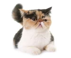 exotic shorthair cat