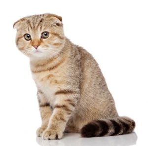 Scottish fold