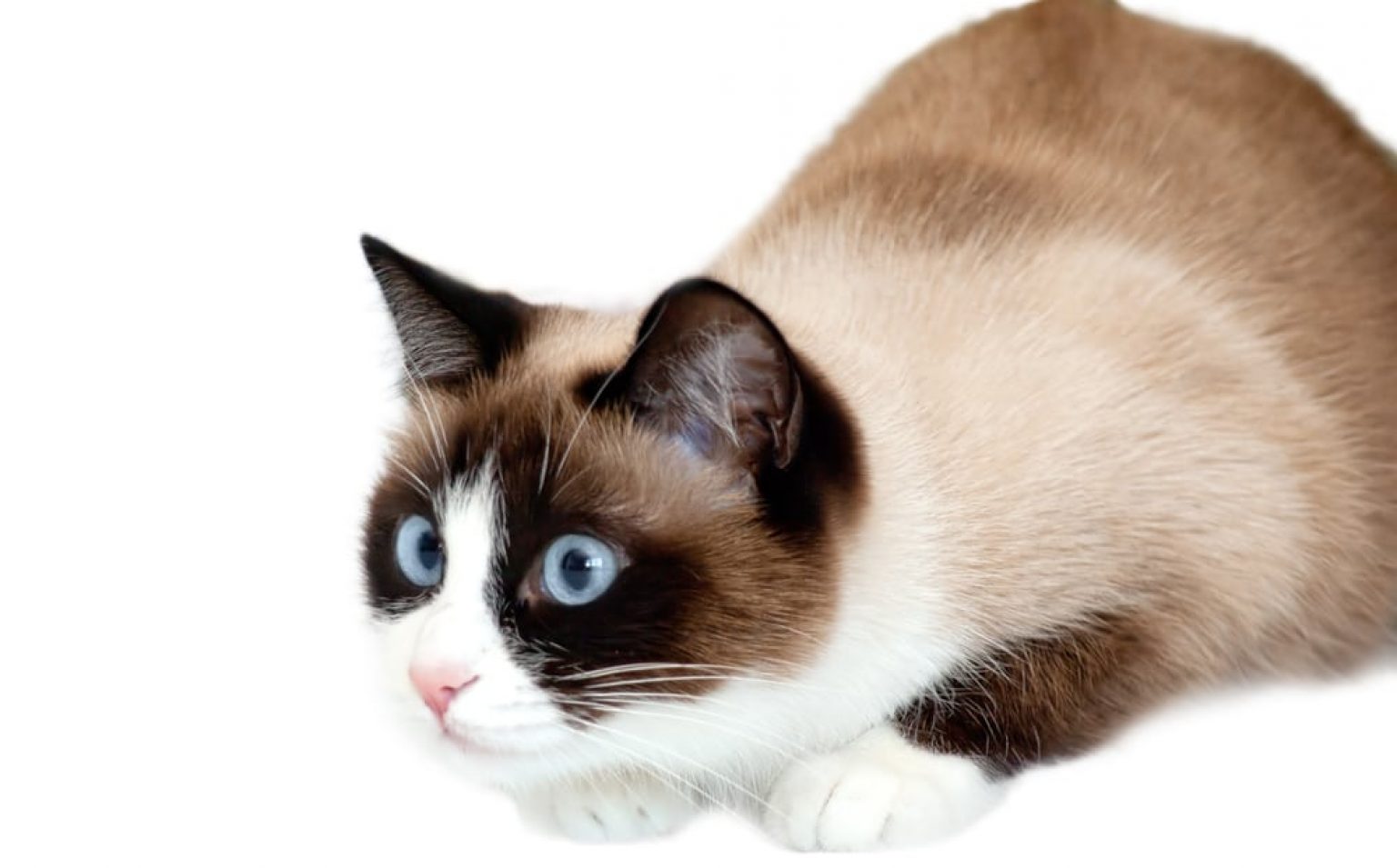 9 StupidLooking Cat Breeds + 7 "Stupid" Cat Breeds [NEW]