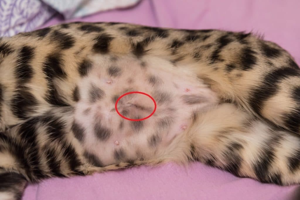 Female Cat Spay Healing Process at Letisha Claytor blog