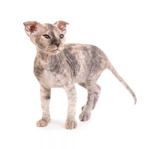 Ukrainian levkoi kitten