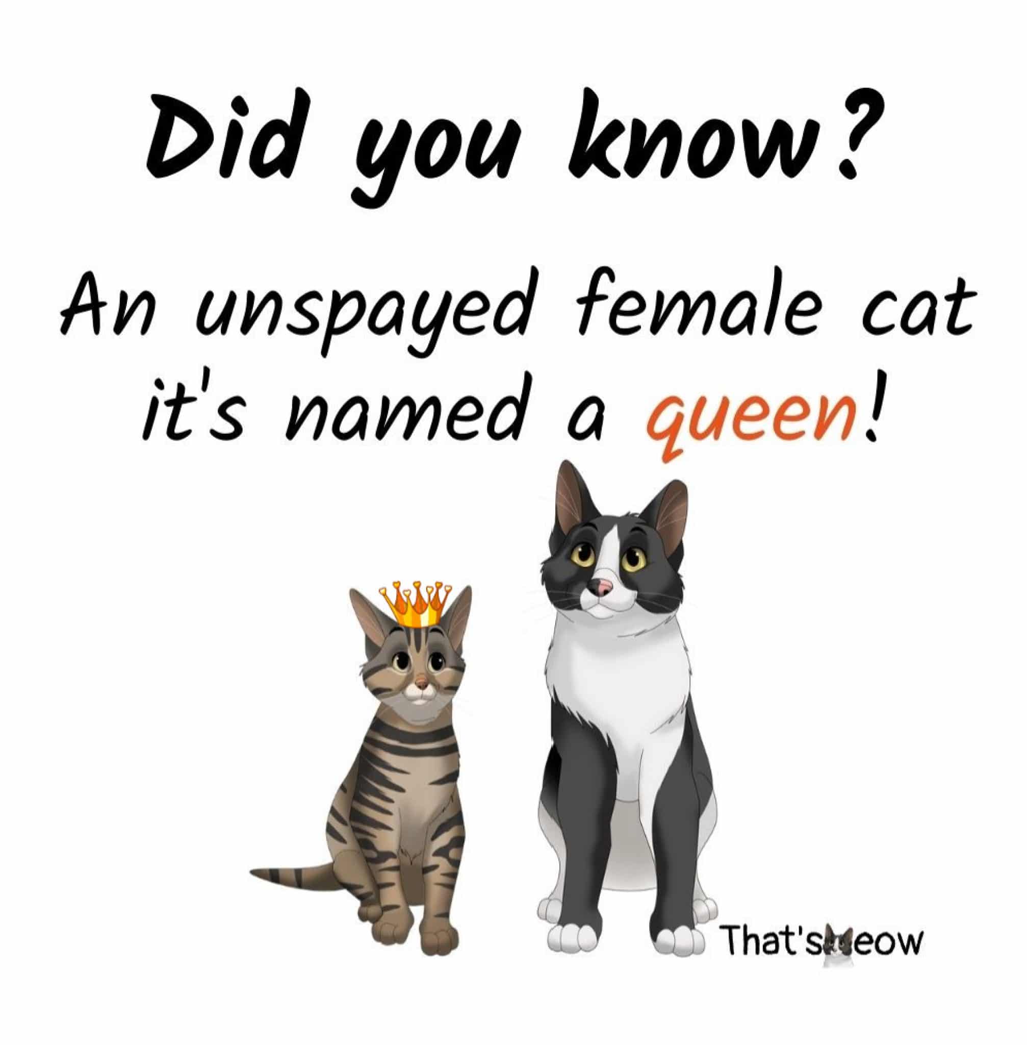 4 Signs How to Tell if a Cat Is Spayed [ Check By Yourself ]