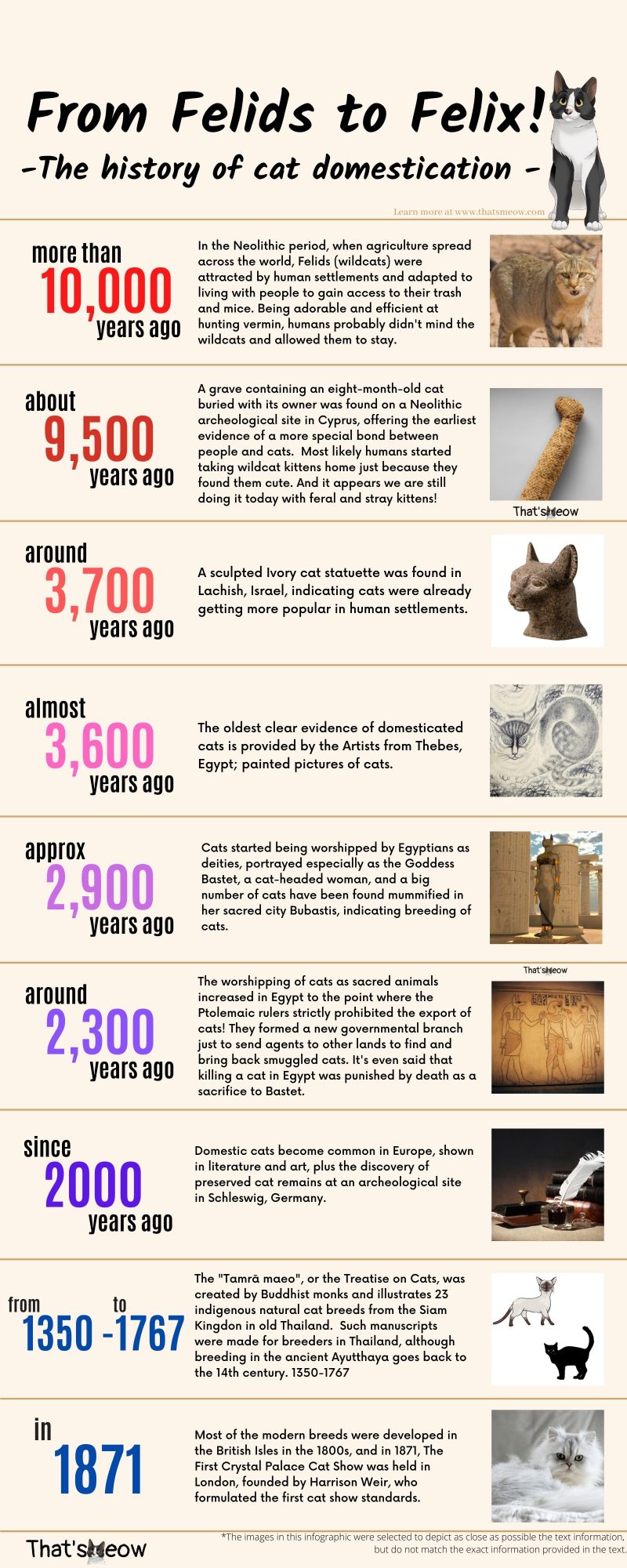 History of domestic cats - From Felids to Felix!