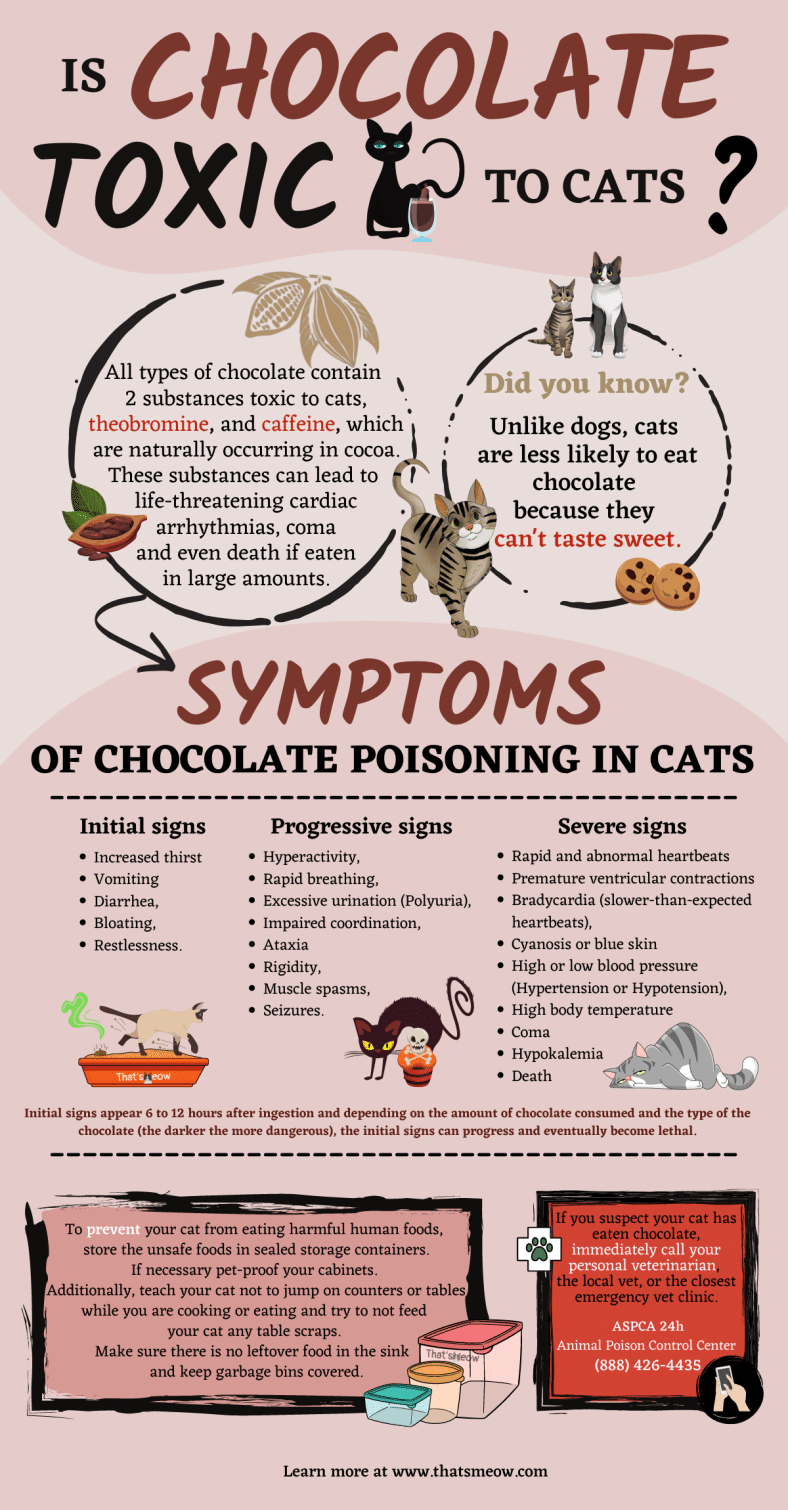Image showcasing Is Chocolate Bad For Cats? [Signs of Chocolate Poisoning]