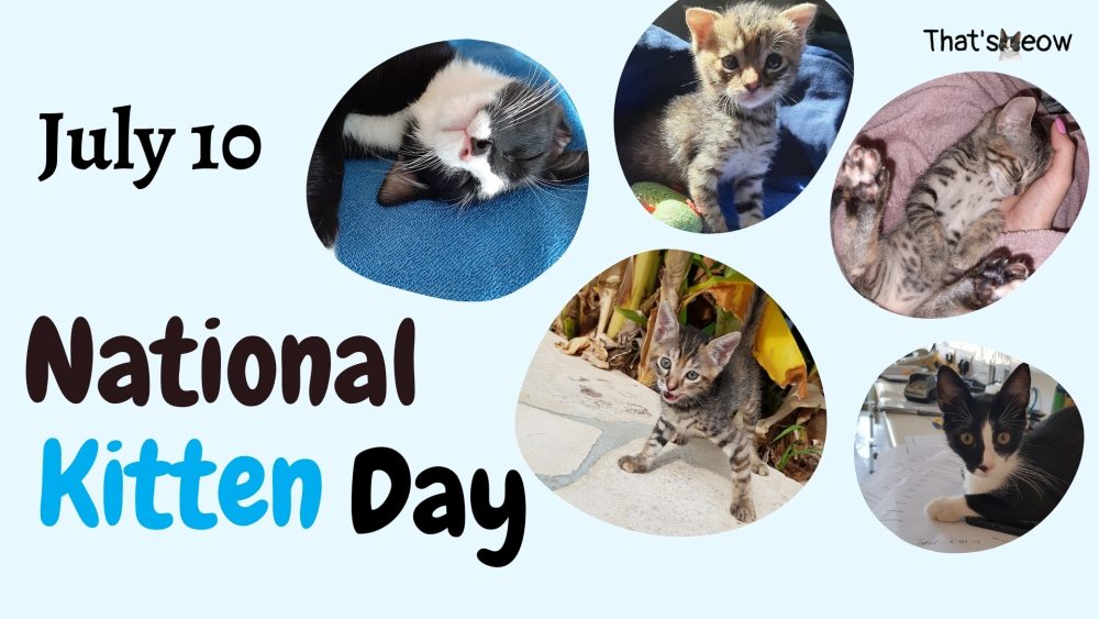 Full List of Official Cat Days to Pinpoint in Your Calendar!