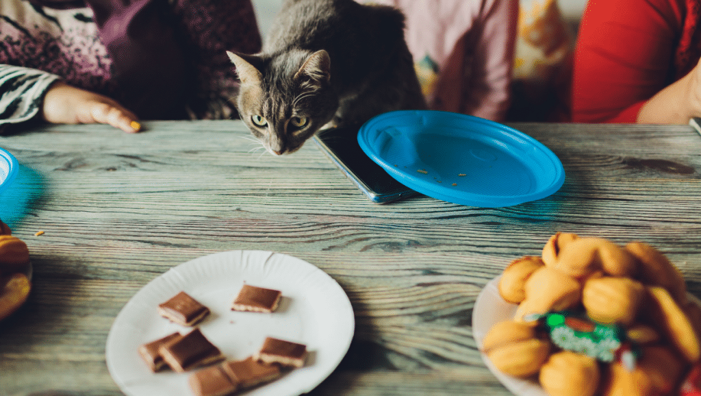 Cat ate chocolate cake sale