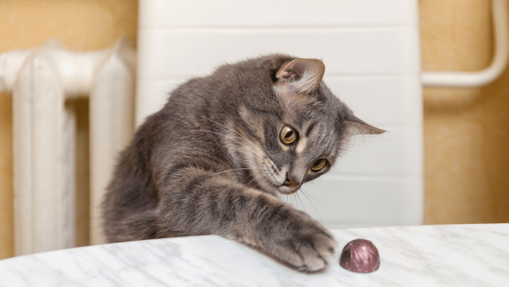 Chocolate ok shop for cats