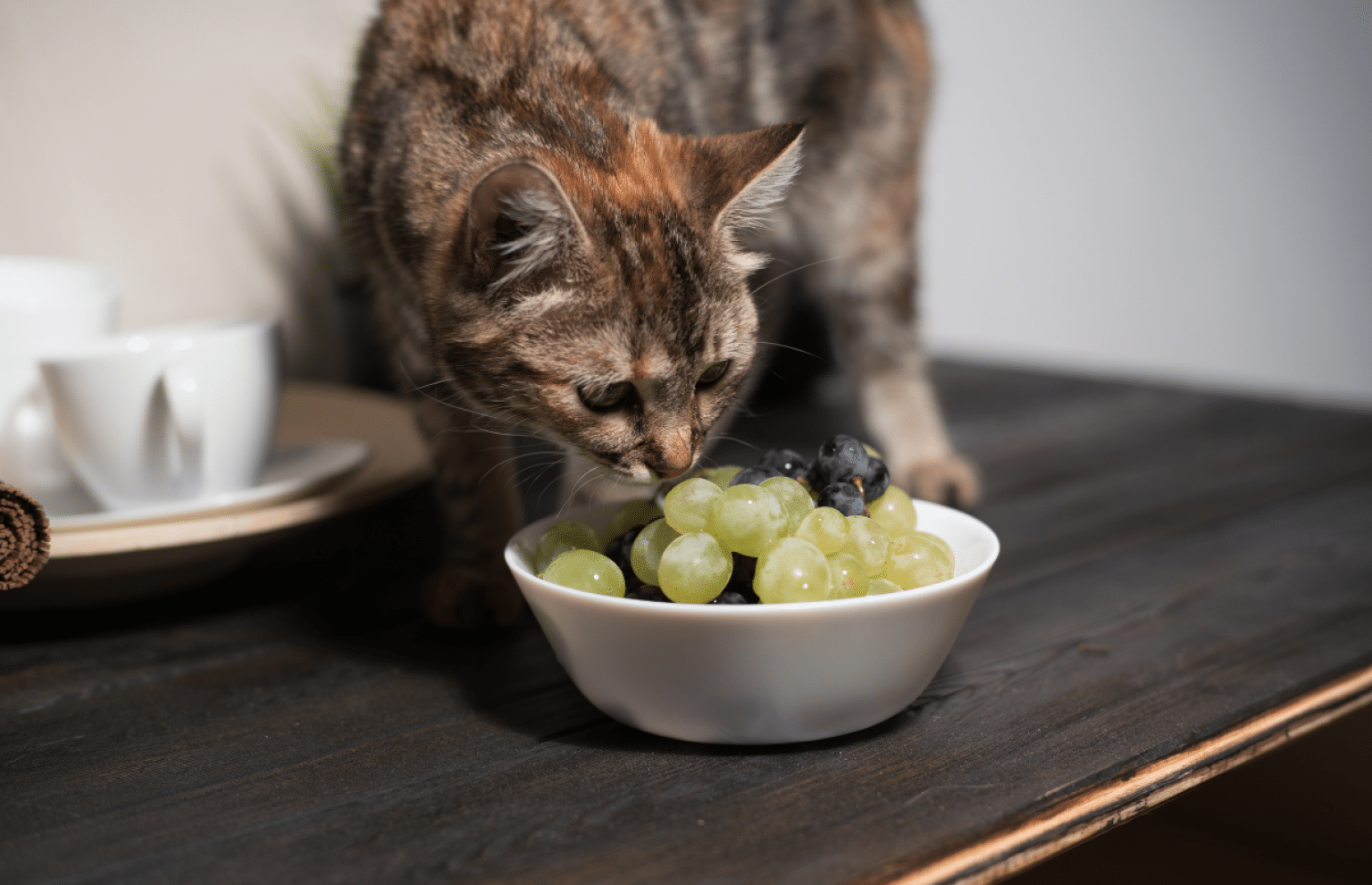 Toxic Foods For Cats 15 UNSAFE Foods Cats Shouldn't Eat ☠️
