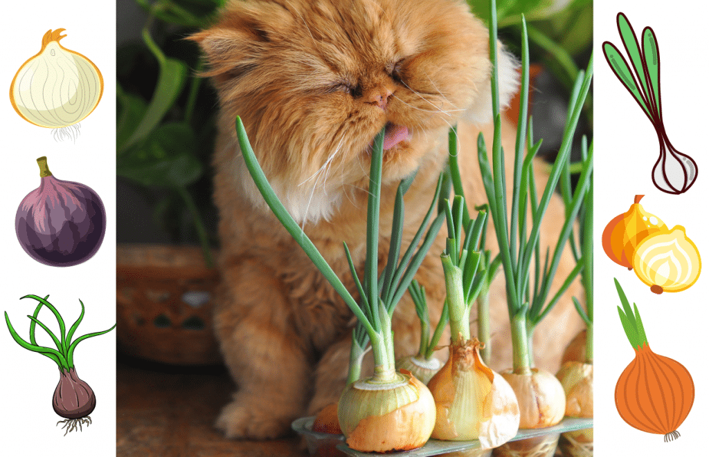 Do cats outlet like onions