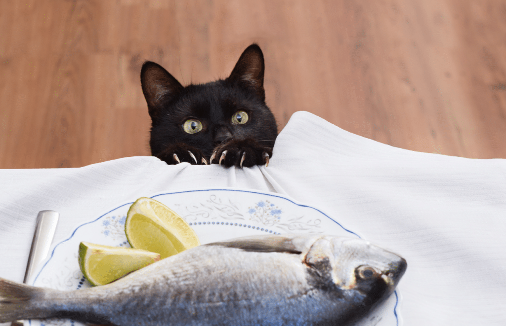 Cats eat raw outlet fish