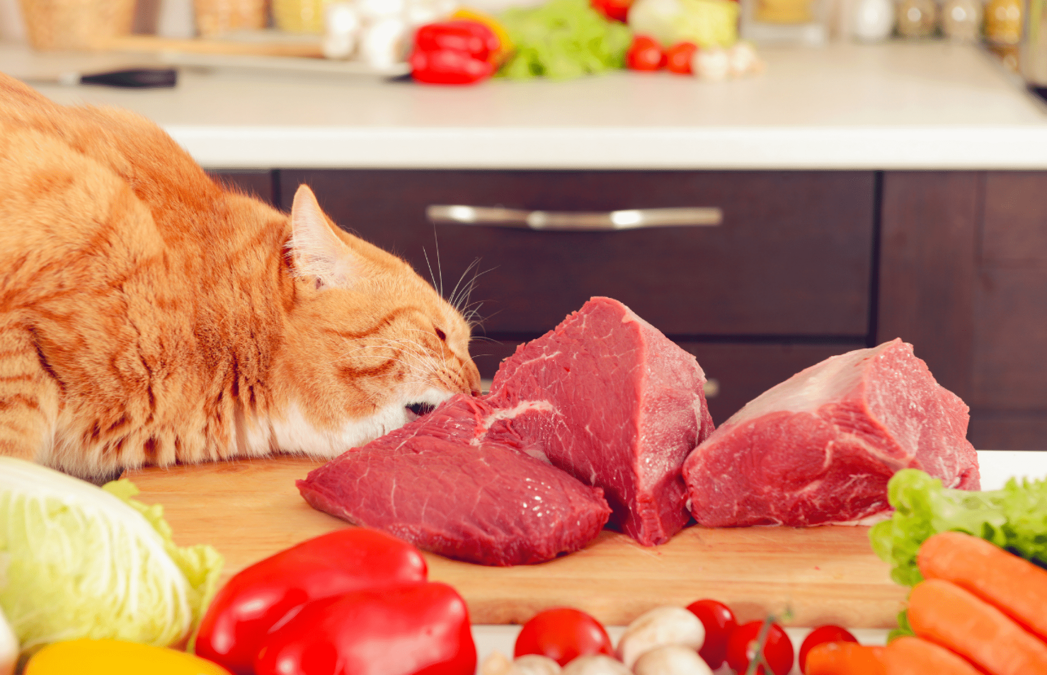 Toxic Foods For Cats - 15 Unsafe Foods Cats Shouldn't Eat ☠️