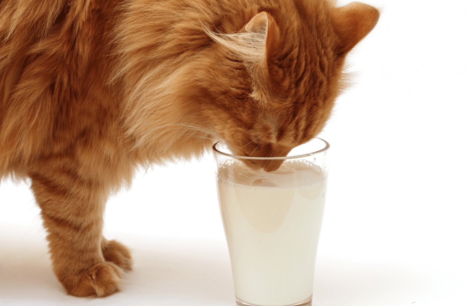 Toxic Foods For Cats 15 UNSAFE Foods Cats Shouldn't Eat ☠️