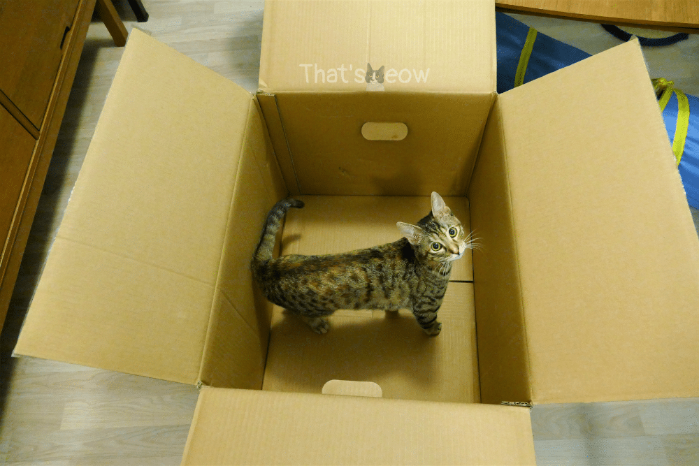 Why Do Cats Like Boxes Celebrating International Box Day