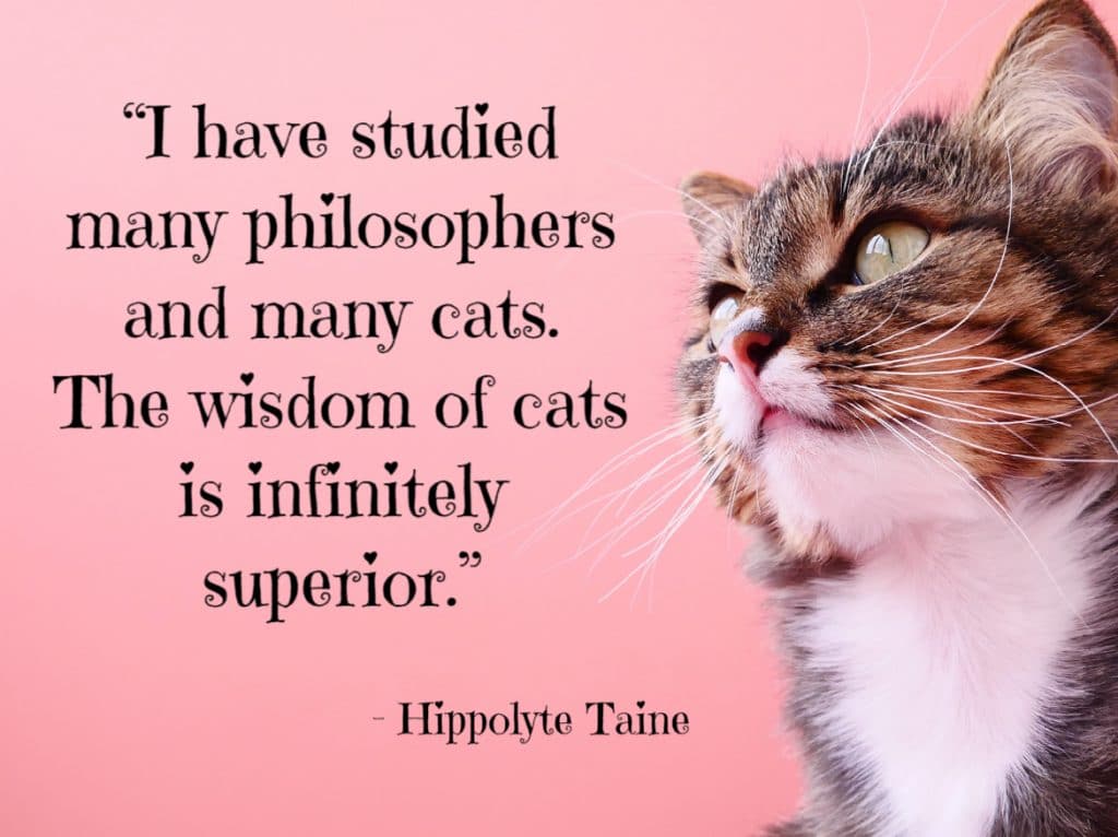 cat quotes and sayings