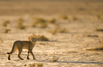 Istoria domesticirii pisicilor – De la Felis la Felix