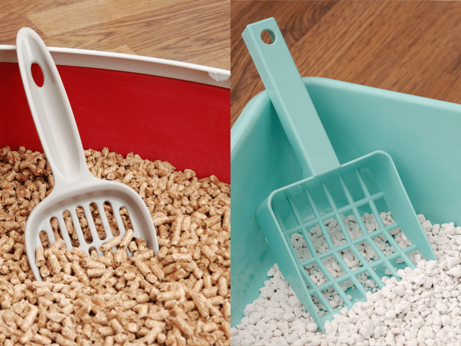 How to Litter Train a Kitten 5 Easy and Fast Steps [2022]