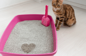 Cum înveți pisica la litieră