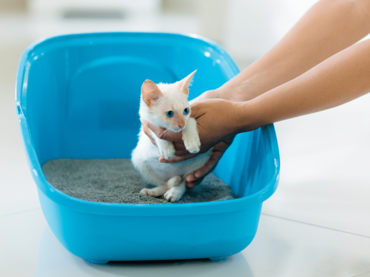 How to Litter Train a Kitten 5 Easy and Fast Steps [2022]