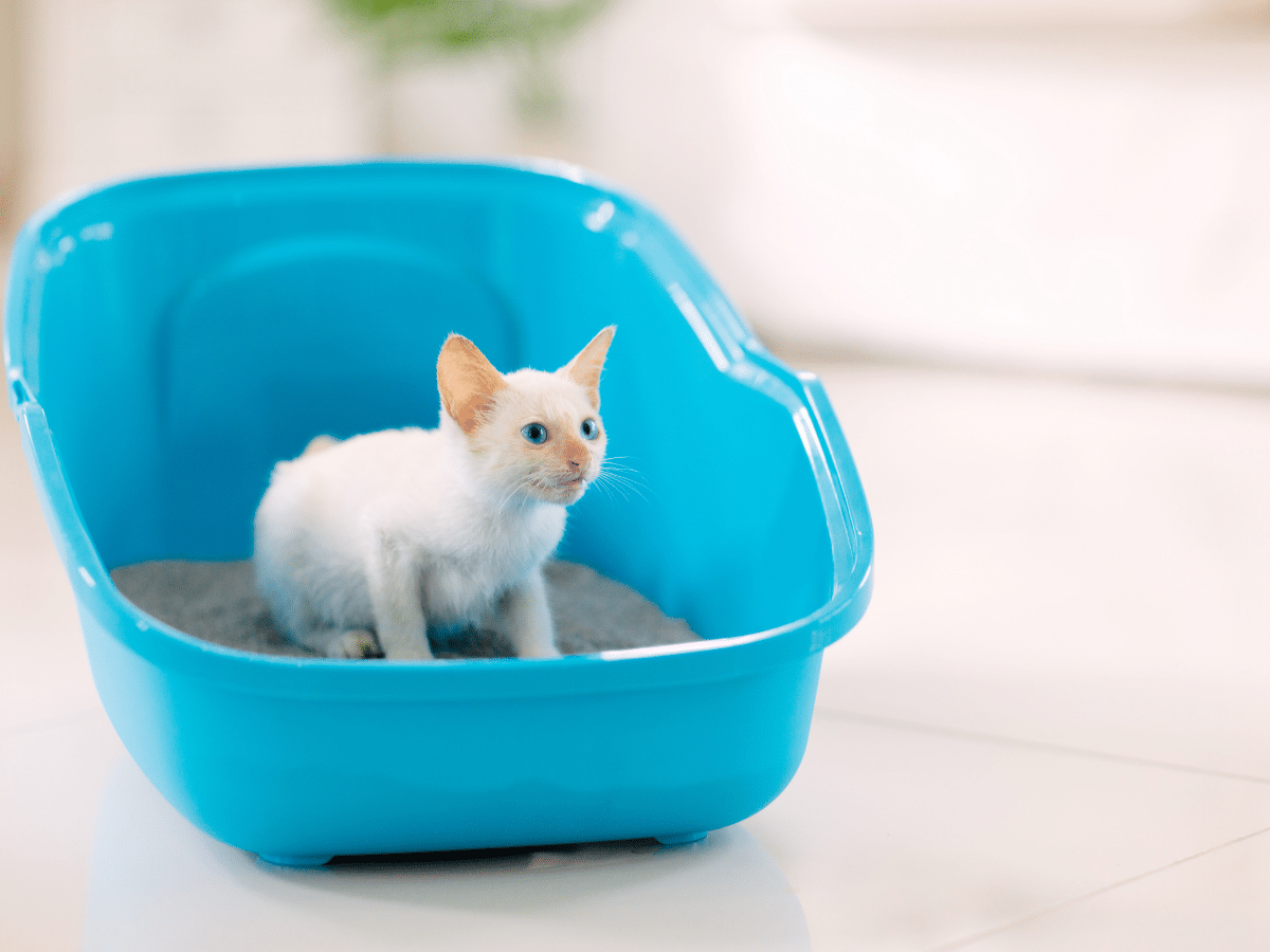 How to Litter Train a Kitten 5 Easy and Fast Steps [2022]
