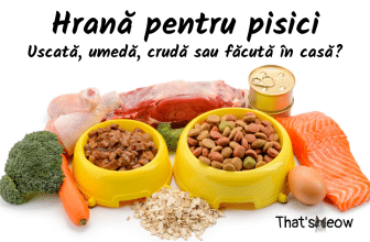 hrana pentru pisici