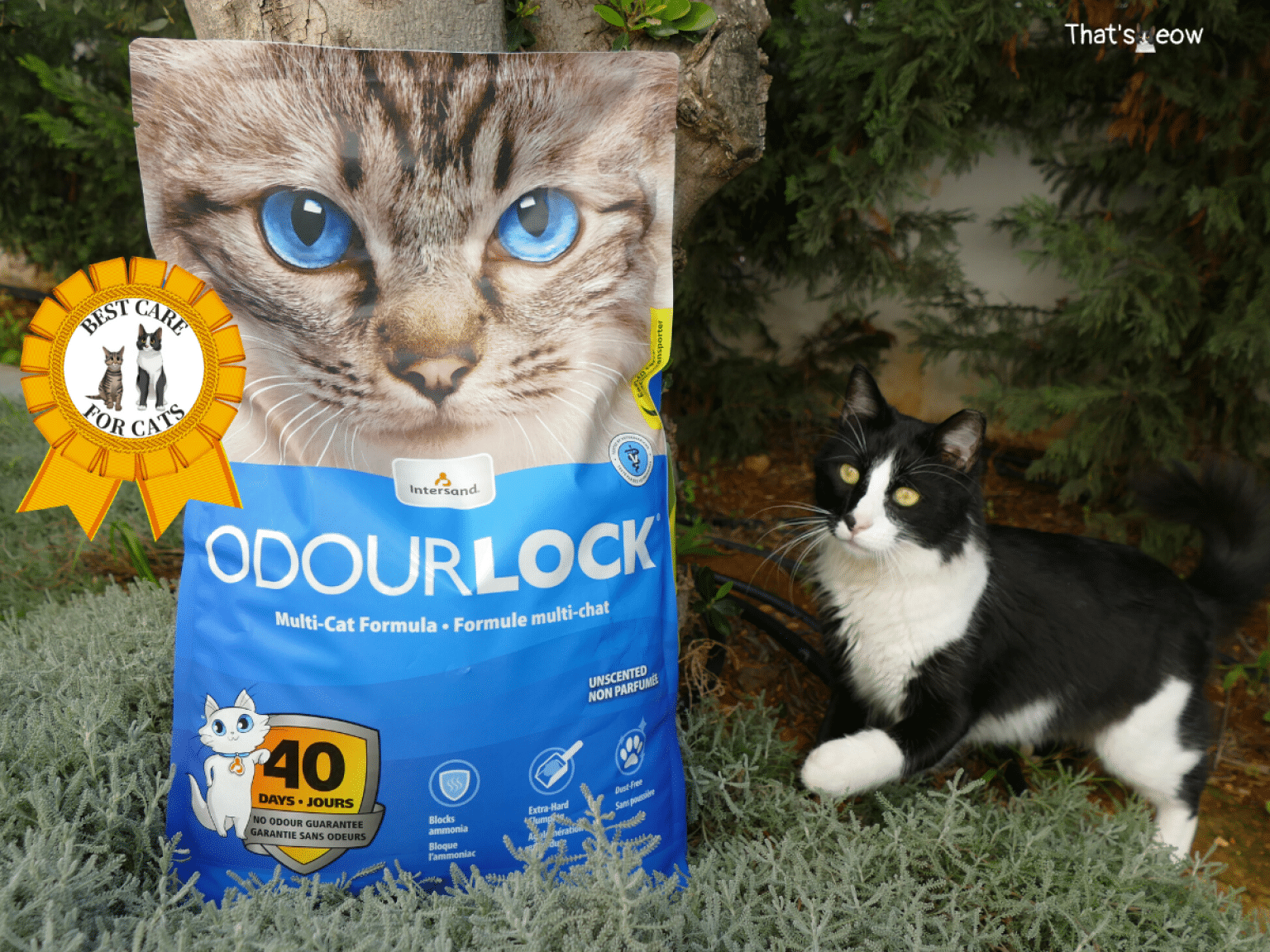 Intersand Cat Litter Review OdourLock, Ecolife, Classic