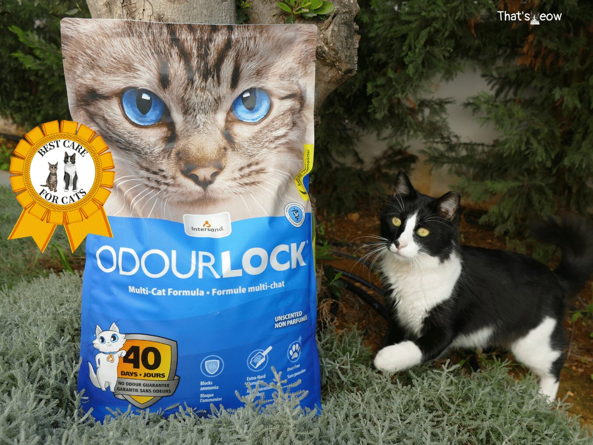 Intersand Cat Litter Review OdourLock, Ecolife, Classic