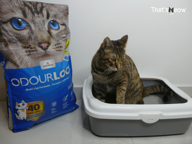 Intersand Cat Litter Review OdourLock, Ecolife, Classic
