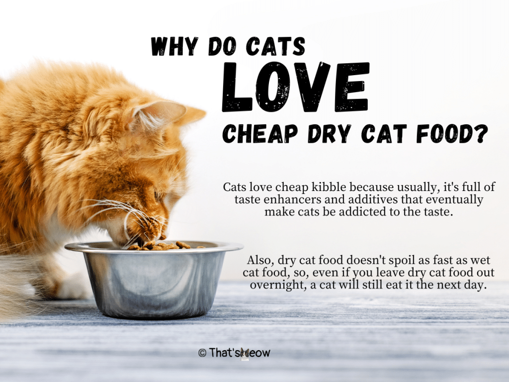 Best Budget Cat Food 2022 Quality & Affordable [Wet & Dry]