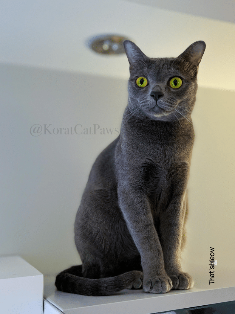 The Top 10 Rarest Cat Breeds [New 2023] + 5 Other Rare Cats