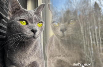 rare cat breed Korat