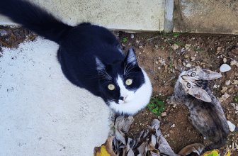 Adopt a cat month