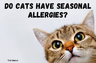 can cats have spring allergies