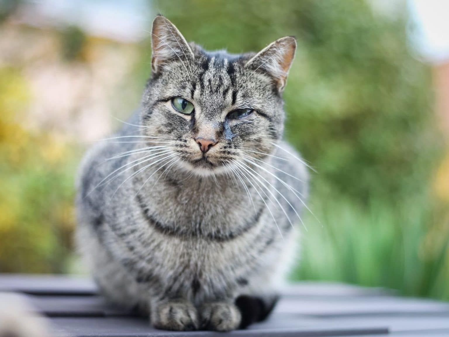 Can cats have seasonal allergies? Yes! Find out the symptoms