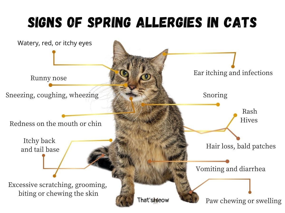 cat-food-allergy-symptoms-and-prevention