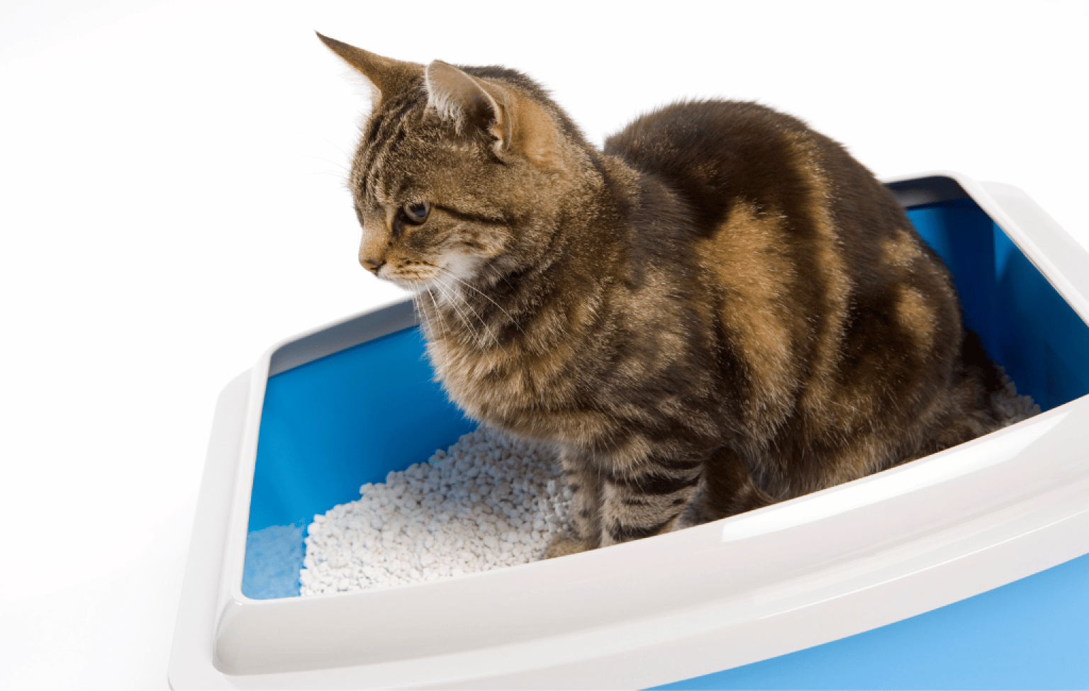 Cat Urine Guide Is Bad Smell Normal? & How to Clean Cat Pee