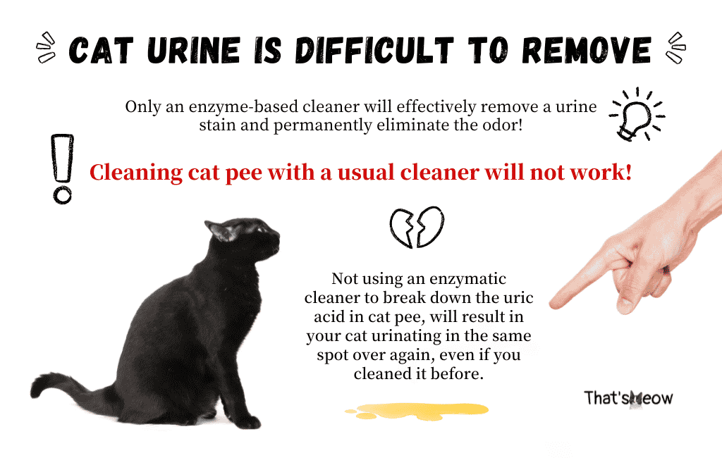 Cat Urine Guide Is Bad Smell Normal? & How to Clean Cat Pee