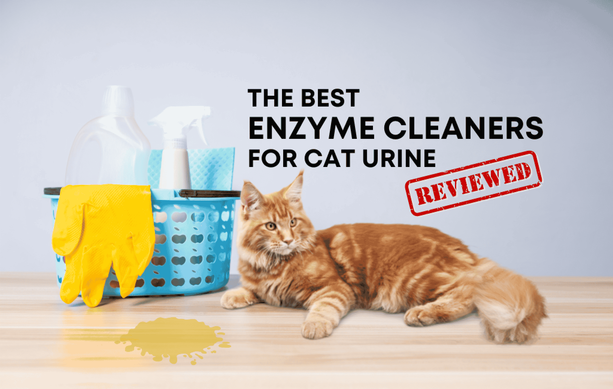 Top 10 Best Enzyme Cleaners For Removing Cat Urine [Reviews]