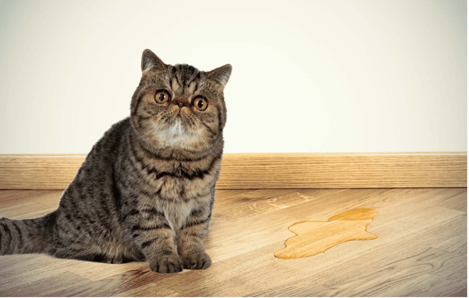 Top 10 Best Enzyme Cleaners For Removing Cat Urine [Reviews]