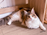Maine Coon Cats – Breed Information